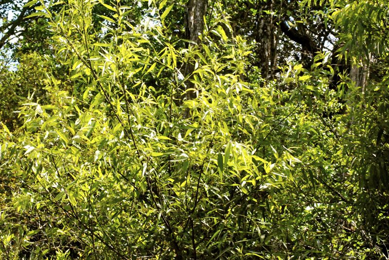 Coastal Plain Willow